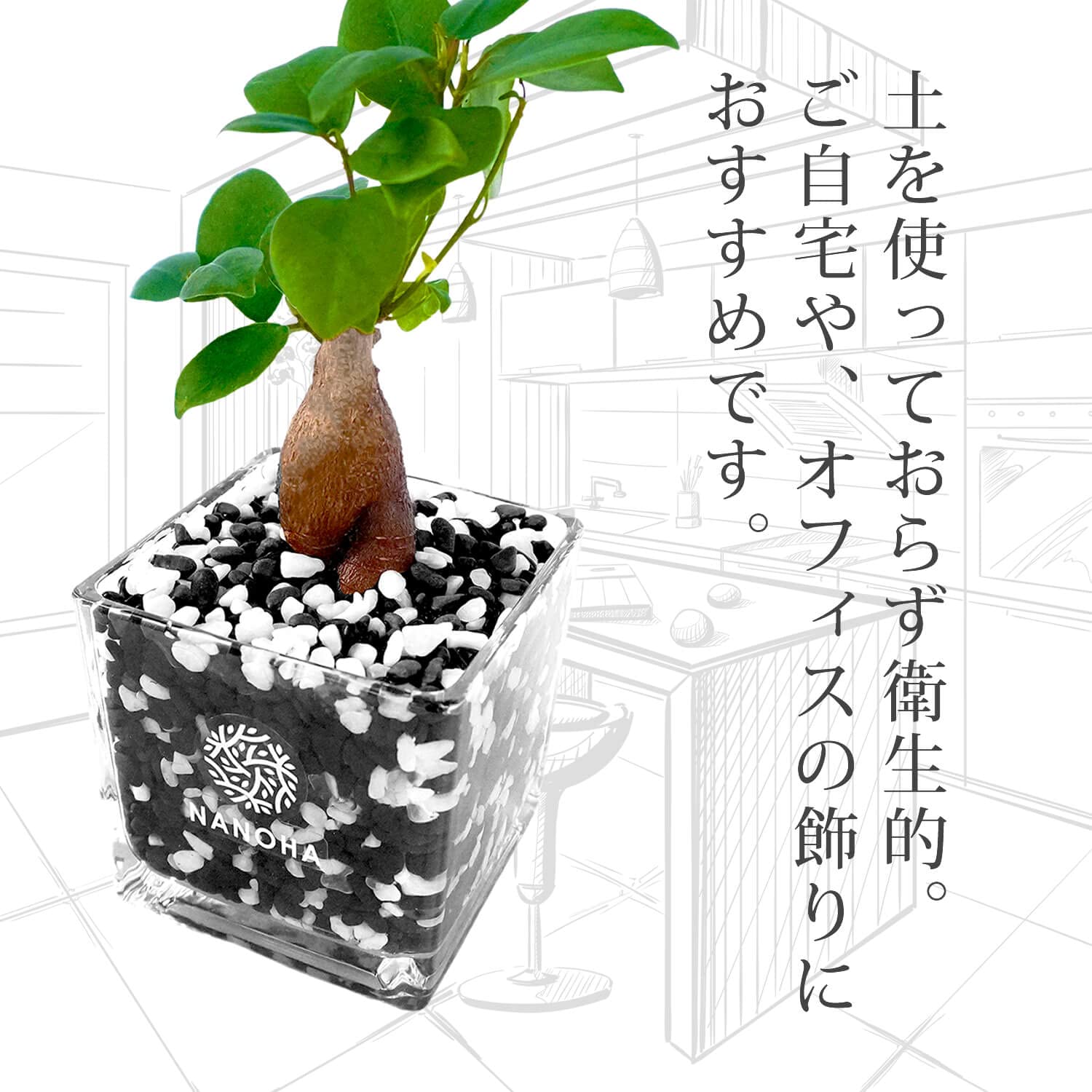 n*o様 元祖⬛︎ 白玉 ガジュマル ⬛︎挿し木用 Amazon|ガジュマル 黒砂利 白玉ブレンド 土をつかっておらず
